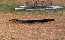 Teckel perros en venta: Teckel de pelo largo - Imagen 1