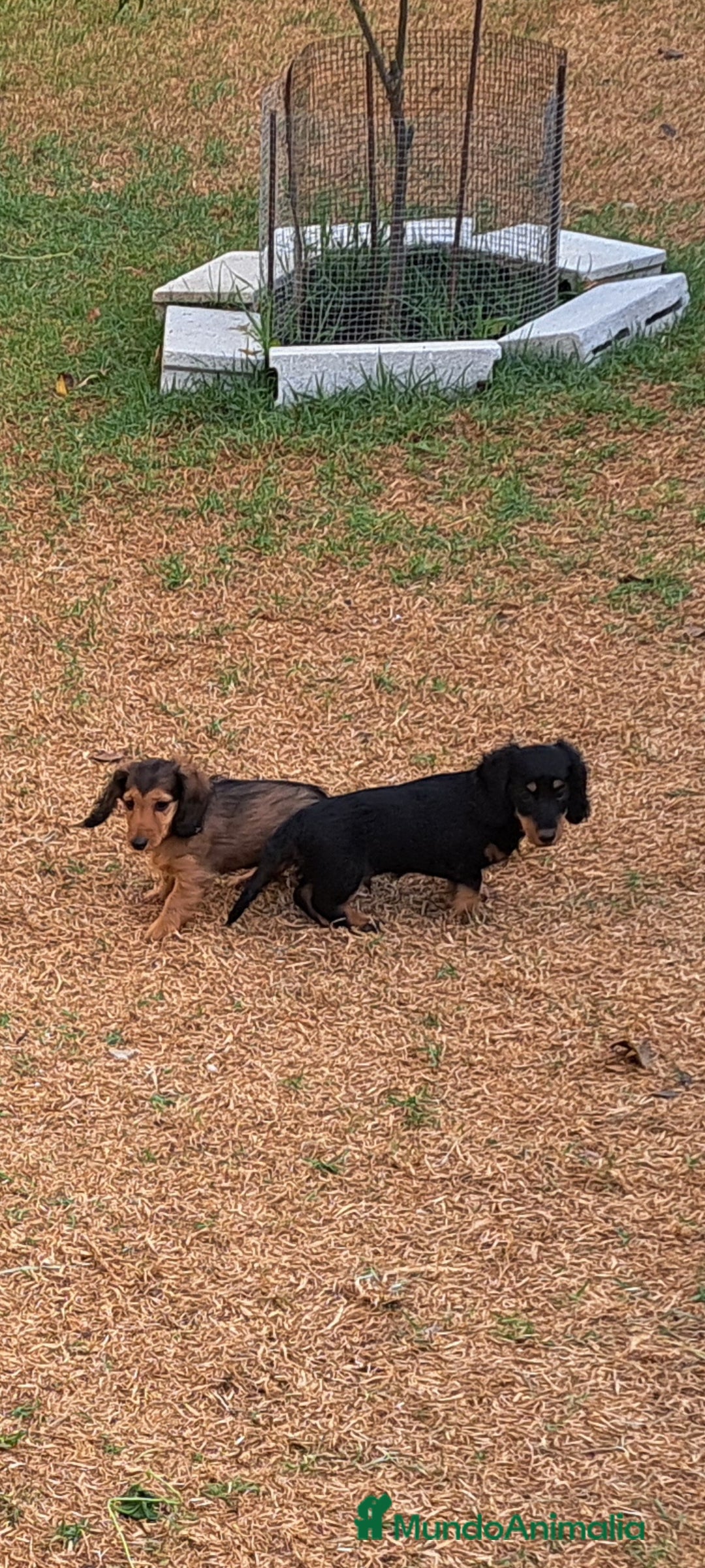 Teckel perros en venta: Teckel de pelo largo - Imagen 1