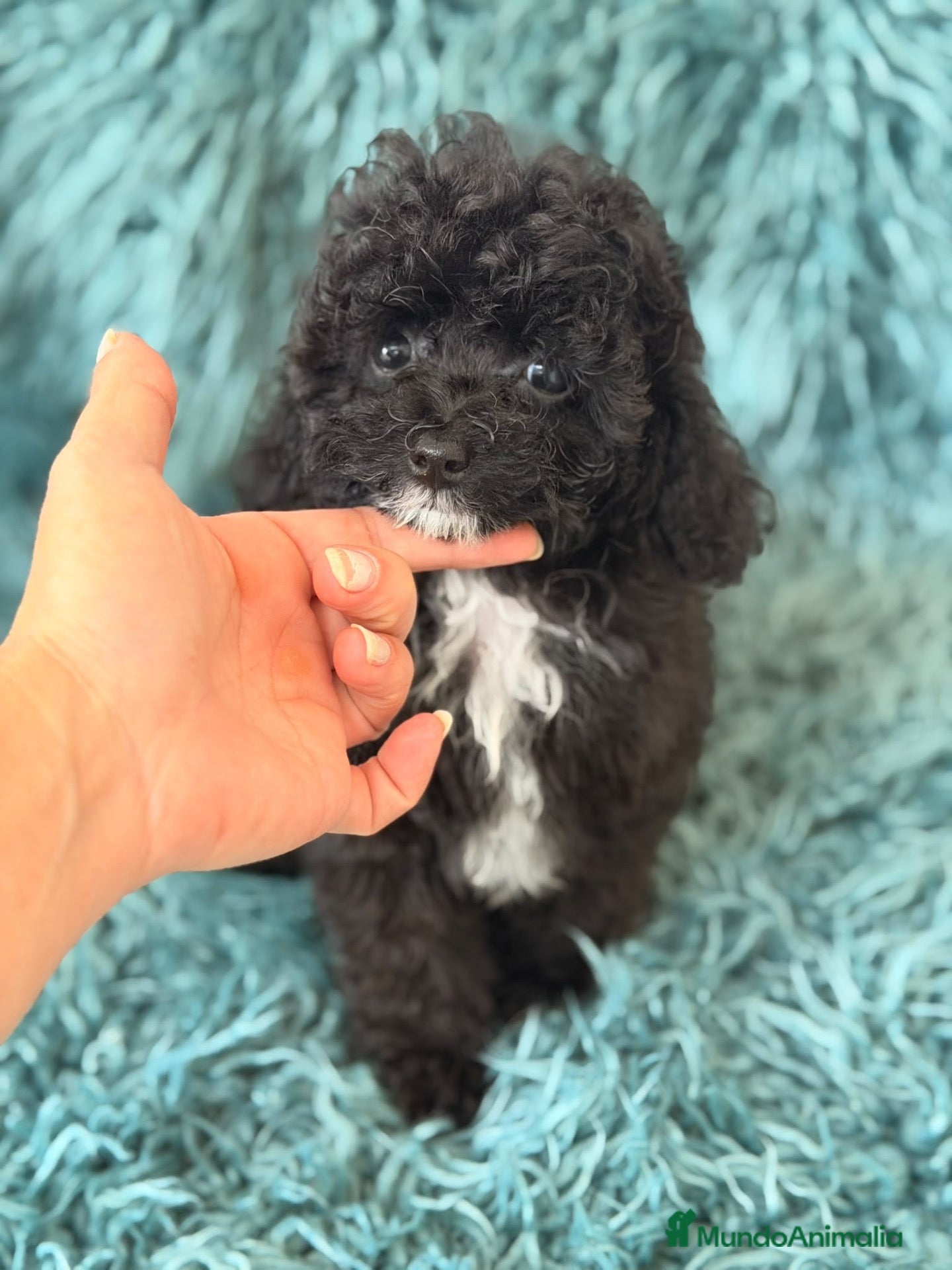 Caniche Toy perros Caniche hembra toy - Anuncio 1