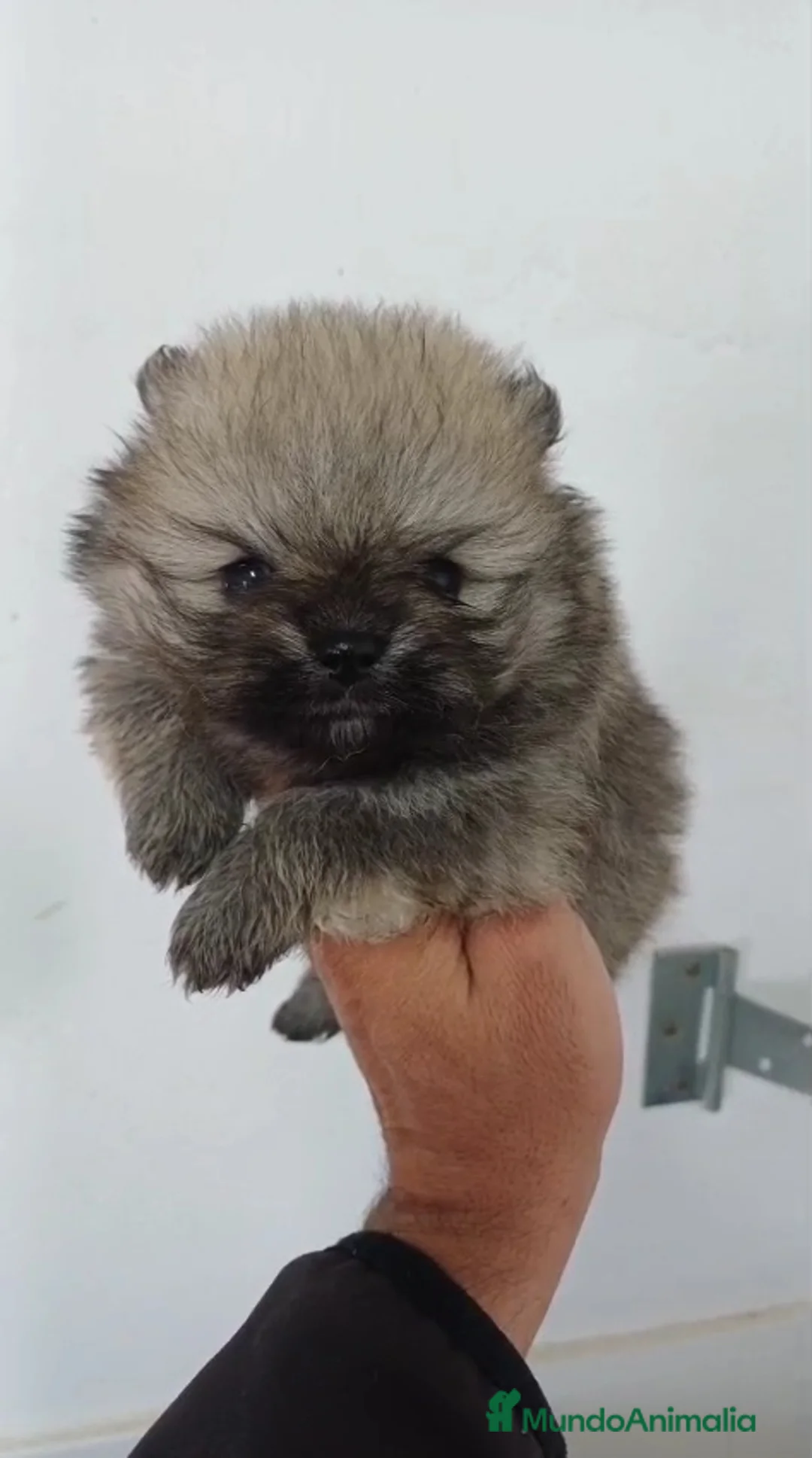 Pomerania perros en venta: Pomerania Mini Sable  - Anuncio 1