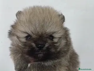 Pomerania perros Pomerania Mini Sable - Anuncio 2