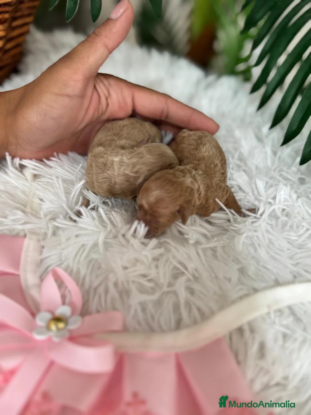 Caniche Toy perros en venta: CANICHE TOY - Anuncio 2