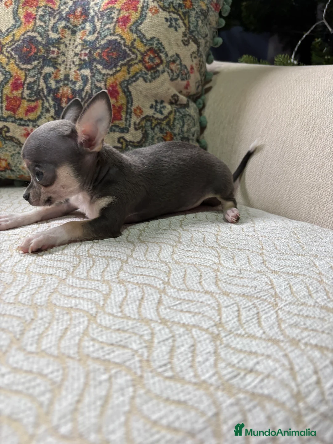 Chihuahua perros en venta: Chihuahua mini Toy hembra blue tri - Anuncio 13