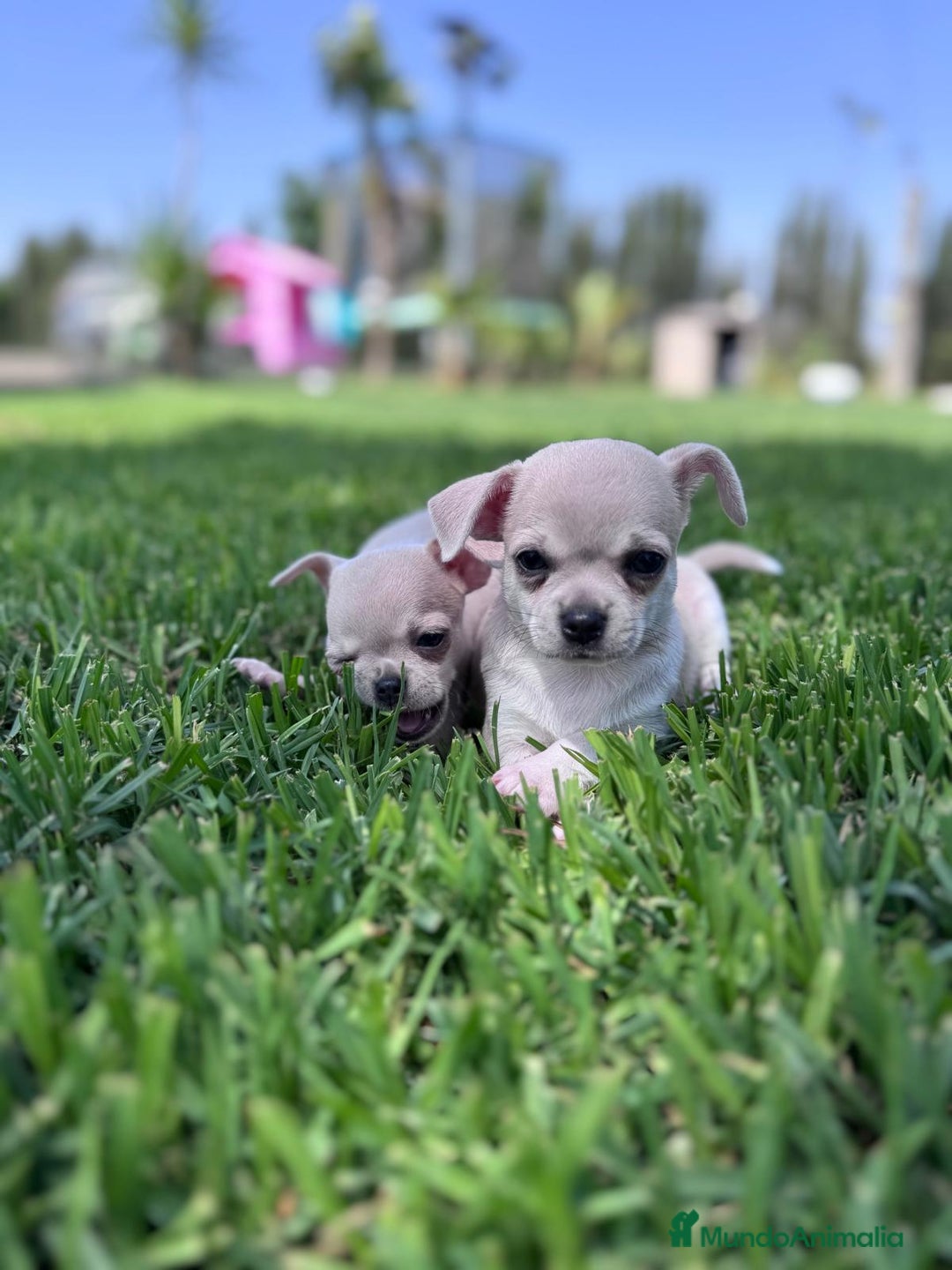 Chihuahua perros en venta: CHIHUAHUA MACHO - Imagen 7