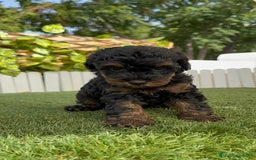 Caniche Toy perros en venta: CANICHE TOY HEMBRA - Imagen 5