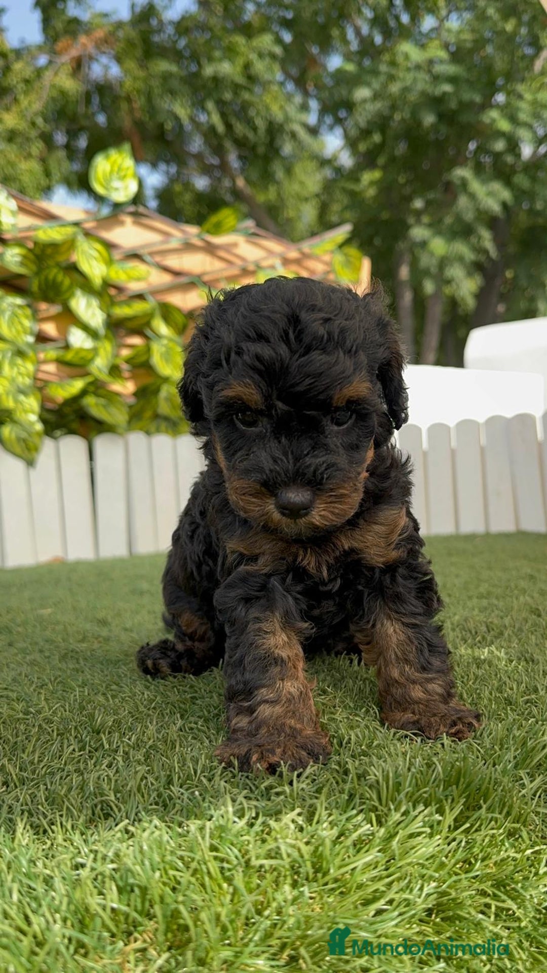 Caniche Toy perros en venta: CANICHE TOY HEMBRA - Imagen 5