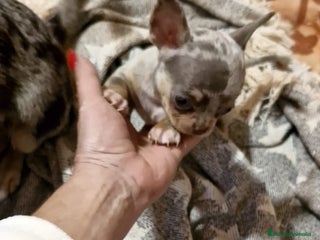 Chihuahua perros Chihuahua toy exclusivos - Anuncio 1