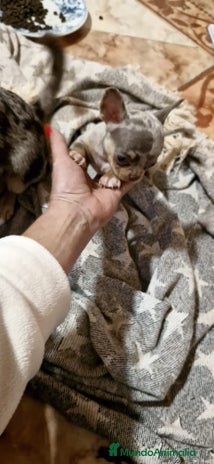 Chihuahua perros Chihuahua toy exclusivos - Anuncio 1