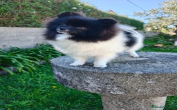 Pomerania perros en venta: Lulu de pomerania  - Imagen 5