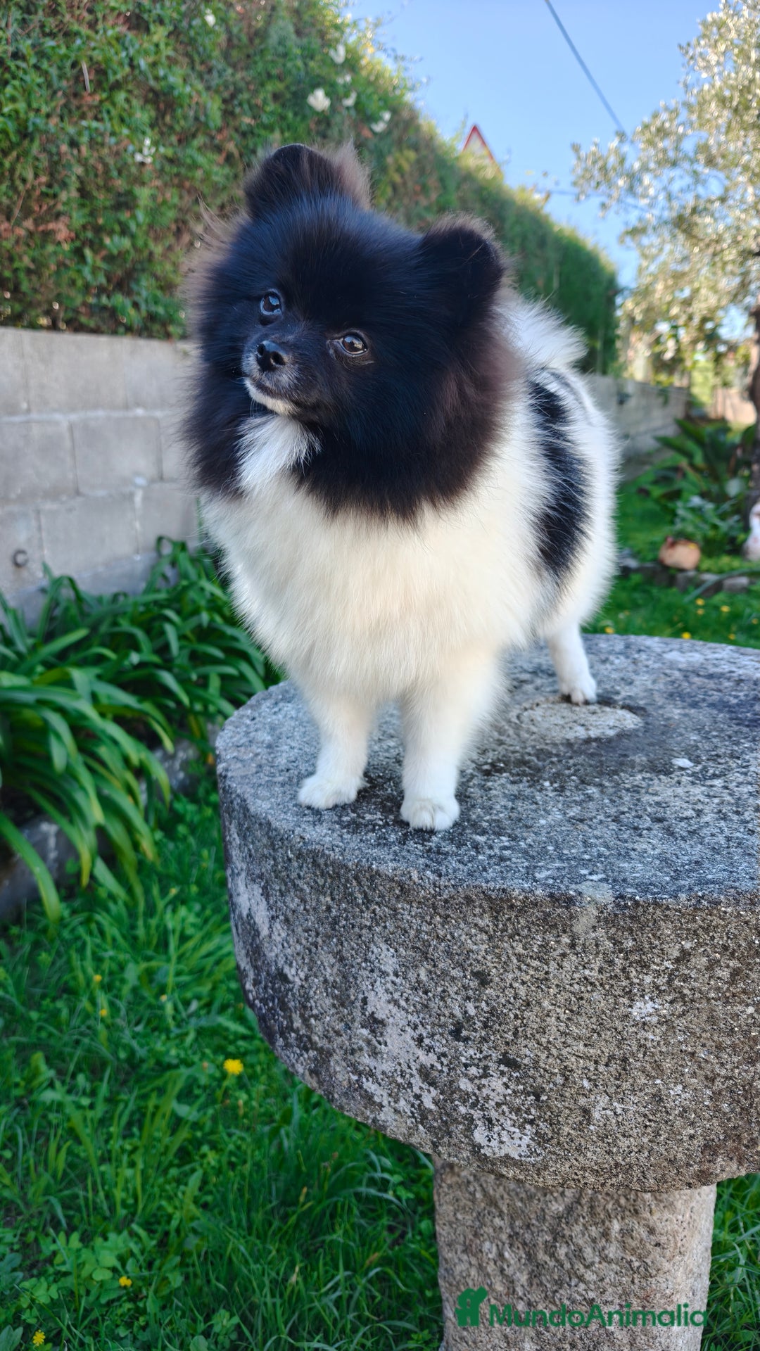 Pomerania perros en venta: Lulu de pomerania  - Imagen 5