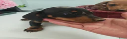 Teckel Miniatura perros en venta: Teckel miniatura  - Anuncio 4