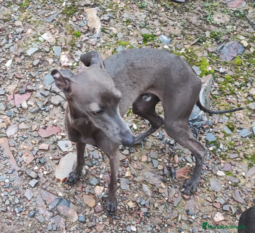 Pequeño Lebrel Italiano perros para monta: GALGO ITALIANO MONTAS (UNO CREMA Y OTRO GRIS)) - Anuncio 4