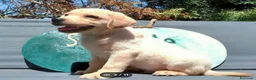 Labrador Retriever perros en venta: Labrador - Anuncio 1
