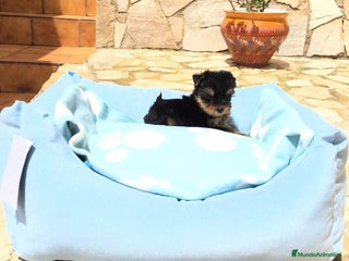 Yorkshire Terrier perros en Barcelona - Anuncio 15