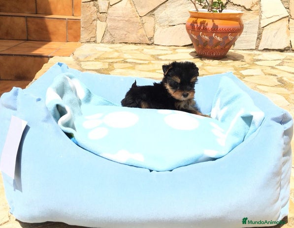 Yorkshire Terrier perros en Barcelona - Anuncio 17