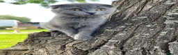 Británico de Pelo Corto gatos en venta: Brithis y Scottish  - Anuncio 6