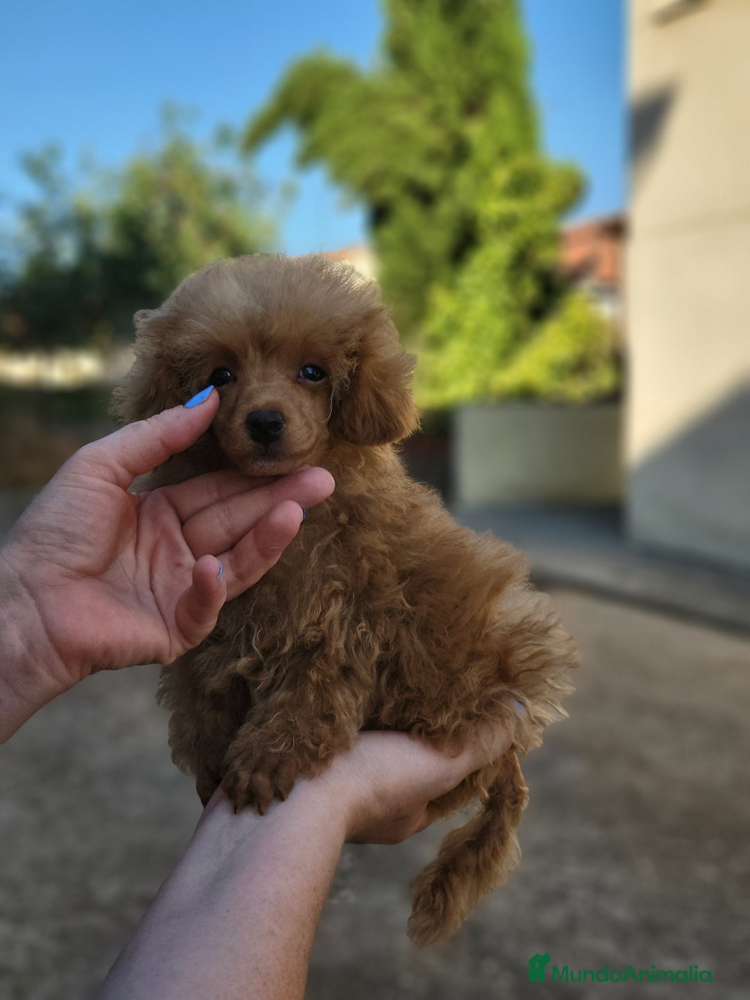 Caniche Toy perros en venta: Hembrita diminuta  - Imagen 2