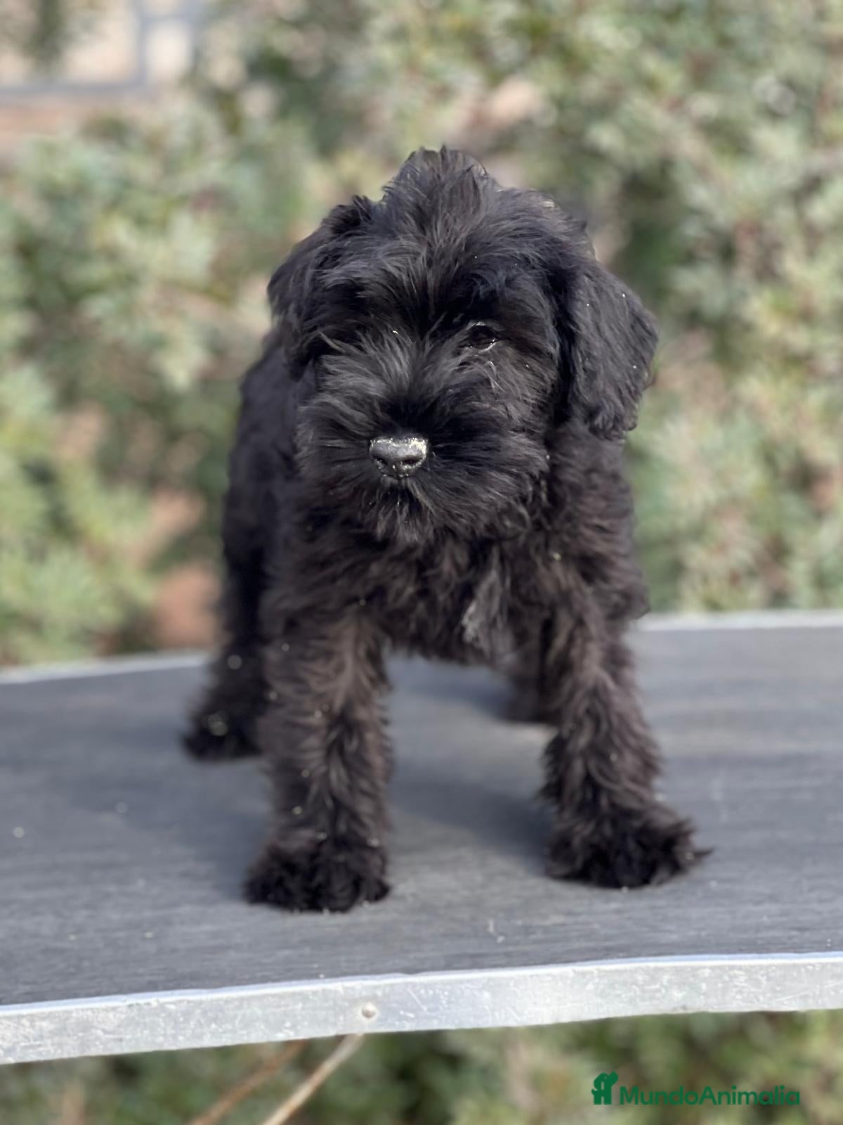 Schnauzer Miniatura perros SCHNAUZER MINIATURA NEGRO DISPONIBLE en Barcelona - Anuncio 4