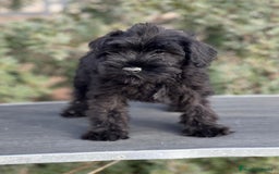 Schnauzer Miniatura perros en venta: SCHNAUZER MINIATURA NEGRO DISPONIBLE en Barcelona - Imagen 1