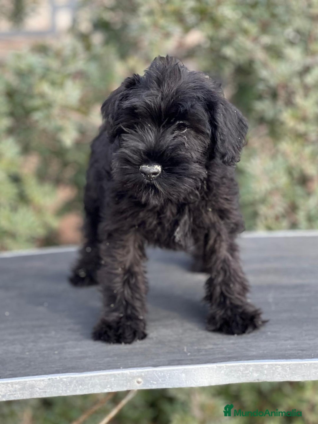 Schnauzer Miniatura perros en venta: SCHNAUZER MINIATURA NEGRO DISPONIBLE en Barcelona - Imagen 1
