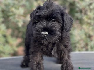 Schnauzer Miniatura perros SCHNAUZER MINIATURA NEGRO DISPONIBLE en Barcelona - Anuncio 5