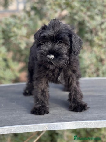 Schnauzer Miniatura perros en Barcelona - Anuncio 2
