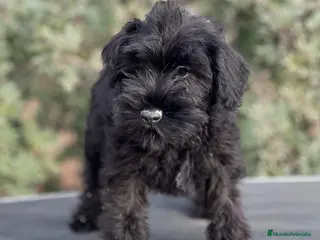 Schnauzer Miniatura perros SCHNAUZER MINIATURA NEGRO DISPONIBLE en Barcelona - Anuncio 7
