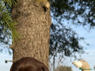 Labrador Retriever perros en Asturias - Anuncio 4
