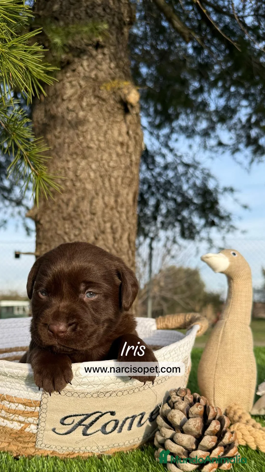 Labrador Retriever perros en venta: LABRADOR en Asturias - Anuncio 1