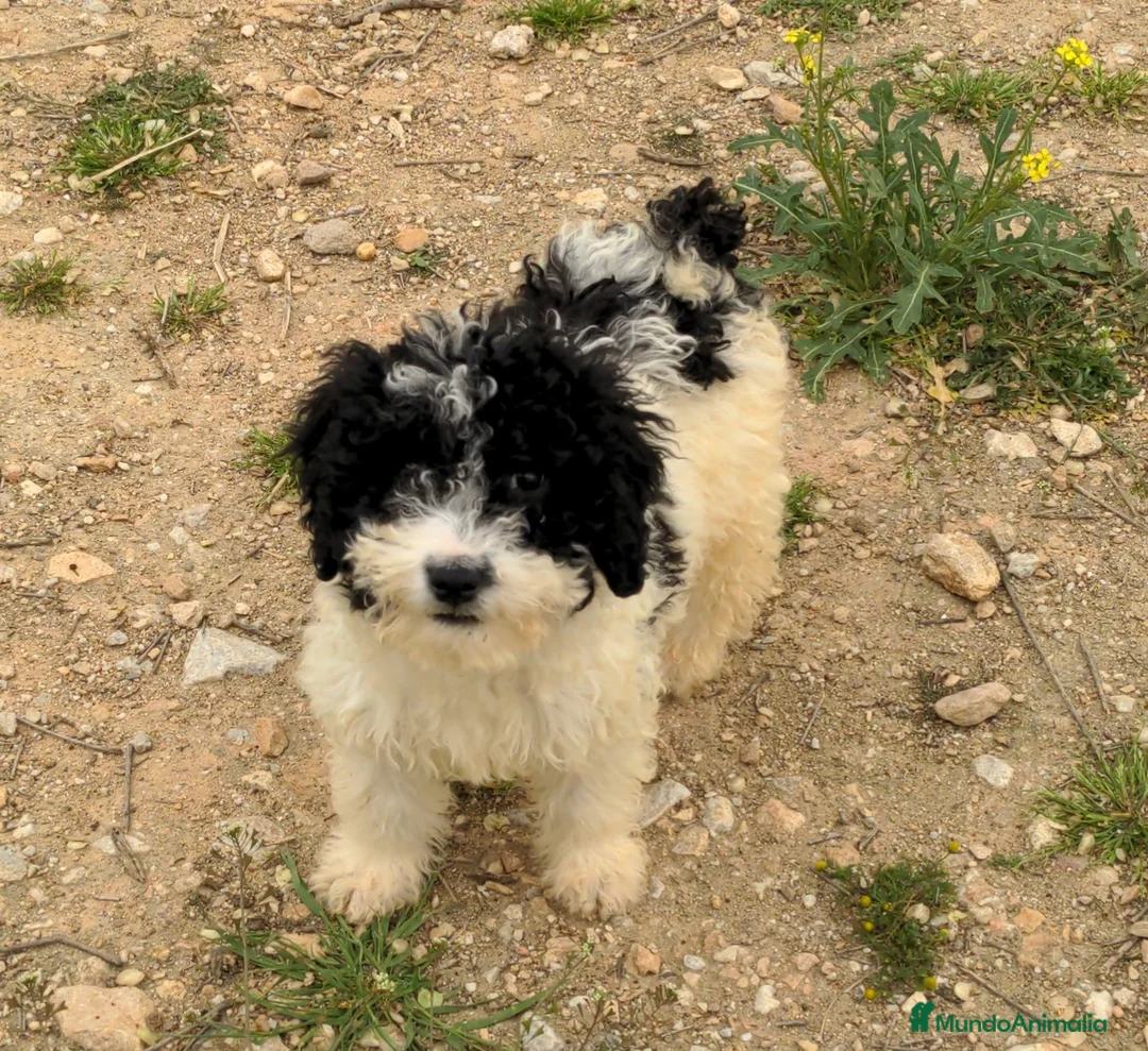 Perro de Agua Español perros en venta: Preciosos cachorros de perro de agua español - Anuncio 19