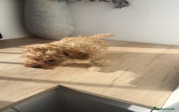 Caniche Toy perros en venta: Caniche hembra Apricot y Roja - Anuncio 5