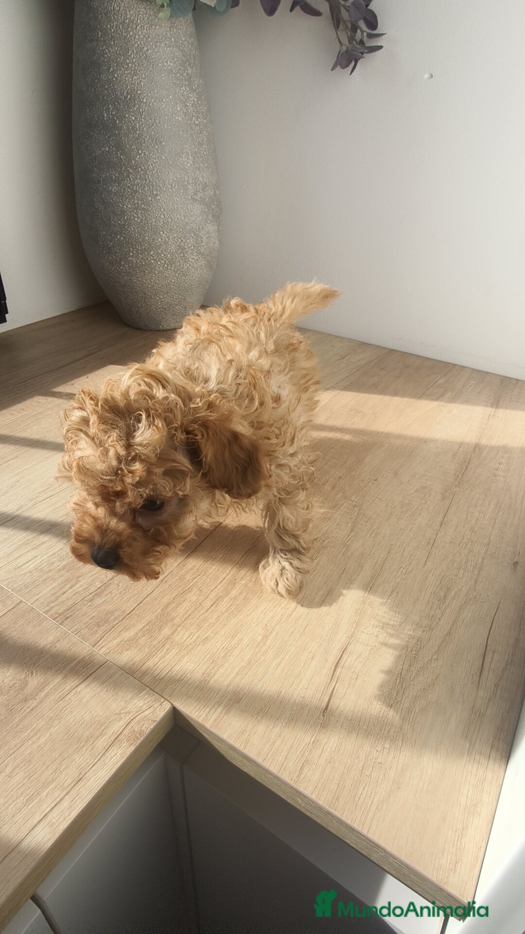 Caniche Toy perros en venta: Caniche hembra Apricot y Roja - Anuncio 5