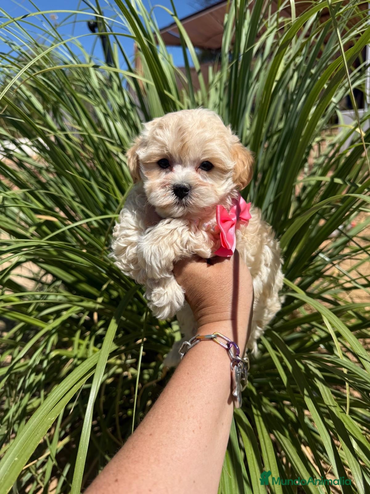 Maltipoo perros Maltipoo hembra Toy!!!! - Anuncio 1