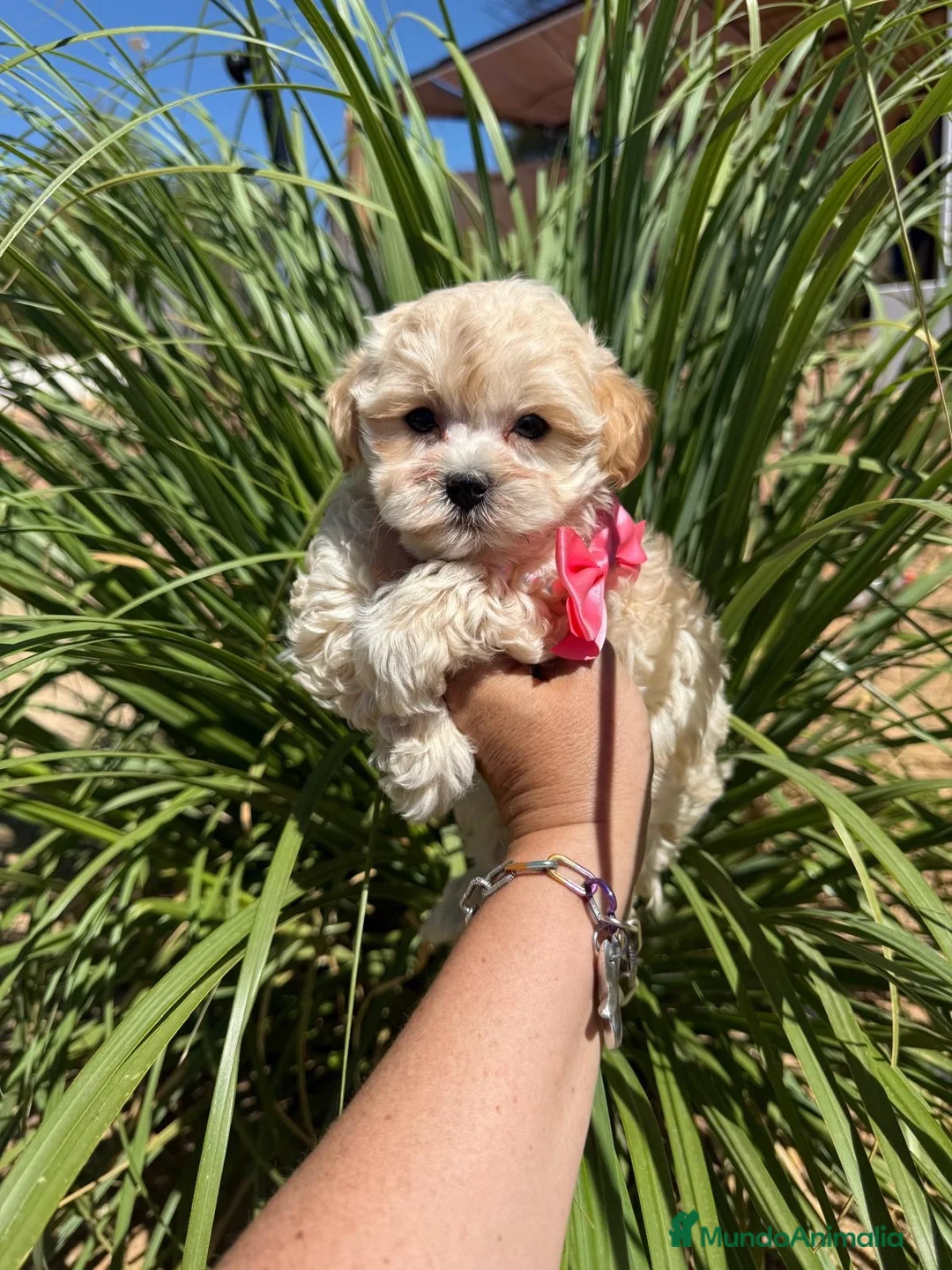 Maltipoo perros en venta: Maltipoo hembra Toy!!!! - Anuncio 1