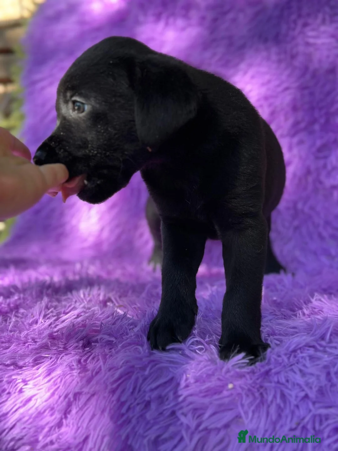 Labrador Retriever perros en venta: CAMADA DE LABRADOR RETRIEVER - Anuncio 5