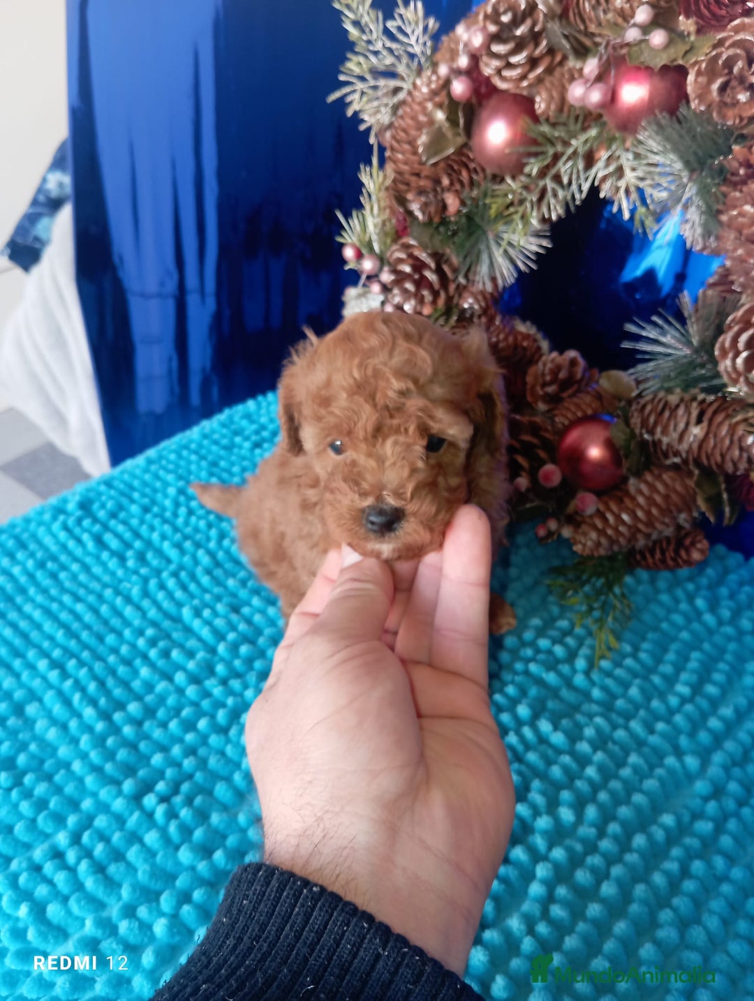 Caniche Toy perros en venta: CANICHE TOY LINEA ASIÁTICA  - Anuncio 2