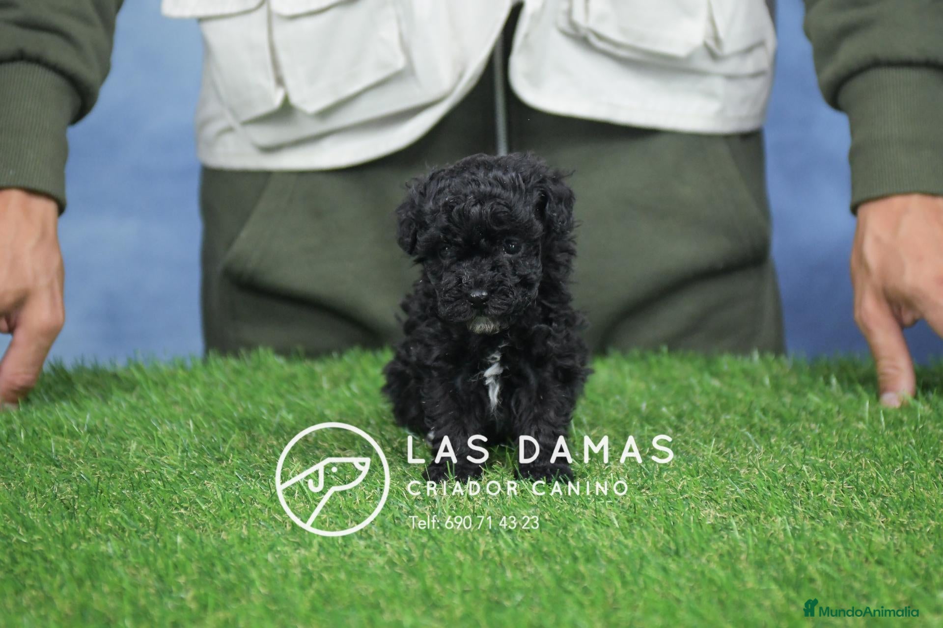 Raza Mixta perros Caniche macho color negro - Anuncio 1