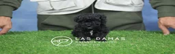 Raza Mixta perros en venta: Caniche macho color negro - Anuncio 1