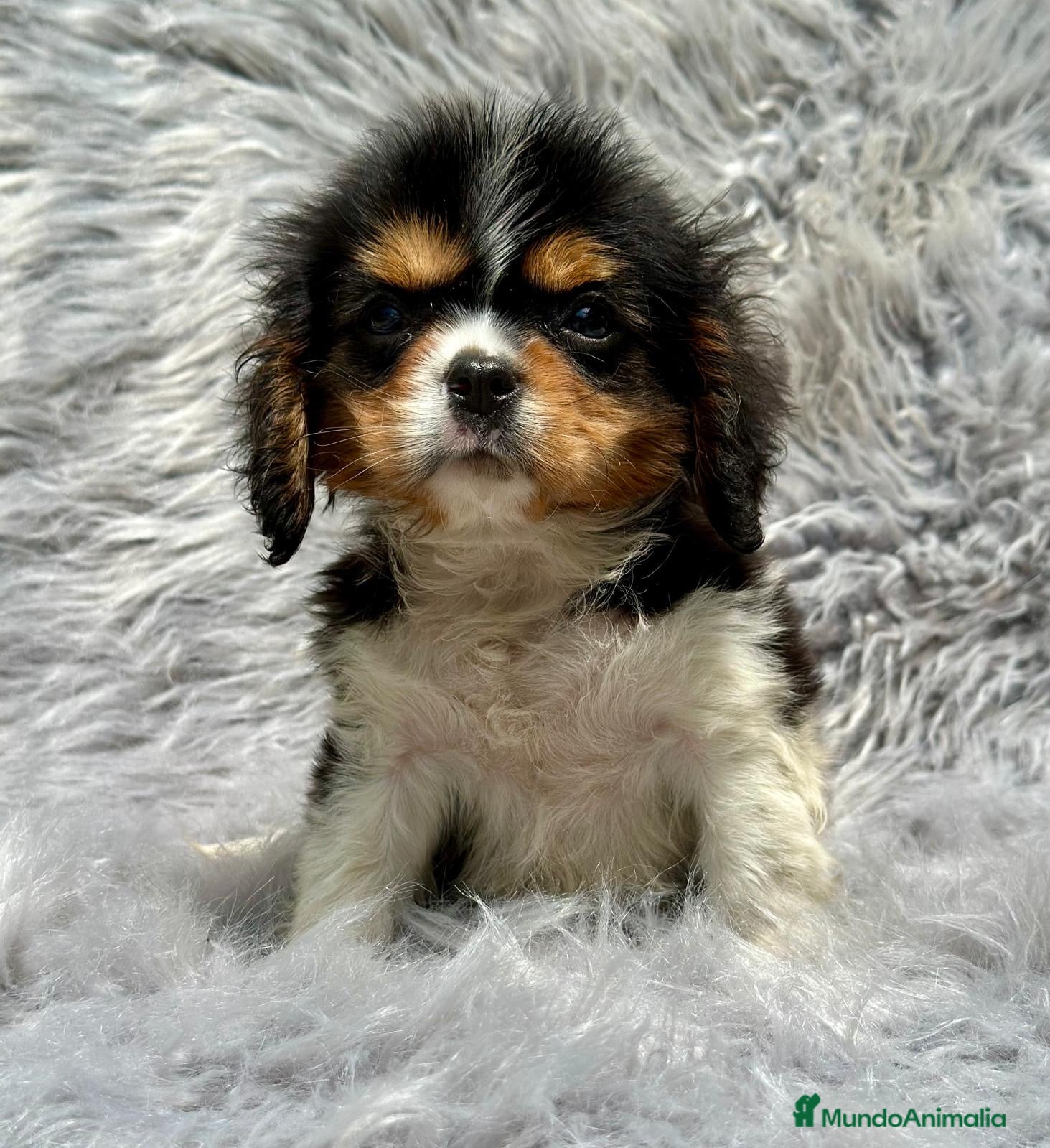 Cavalier King Charles Spaniel perros HERMOSO CAVALIER TRICOLOR MACHO en Barcelona - Anuncio 2