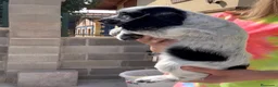 Cocker Spaniel Inglés perros en venta: Preciosos cachorros cocker inglés  - Anuncio 4