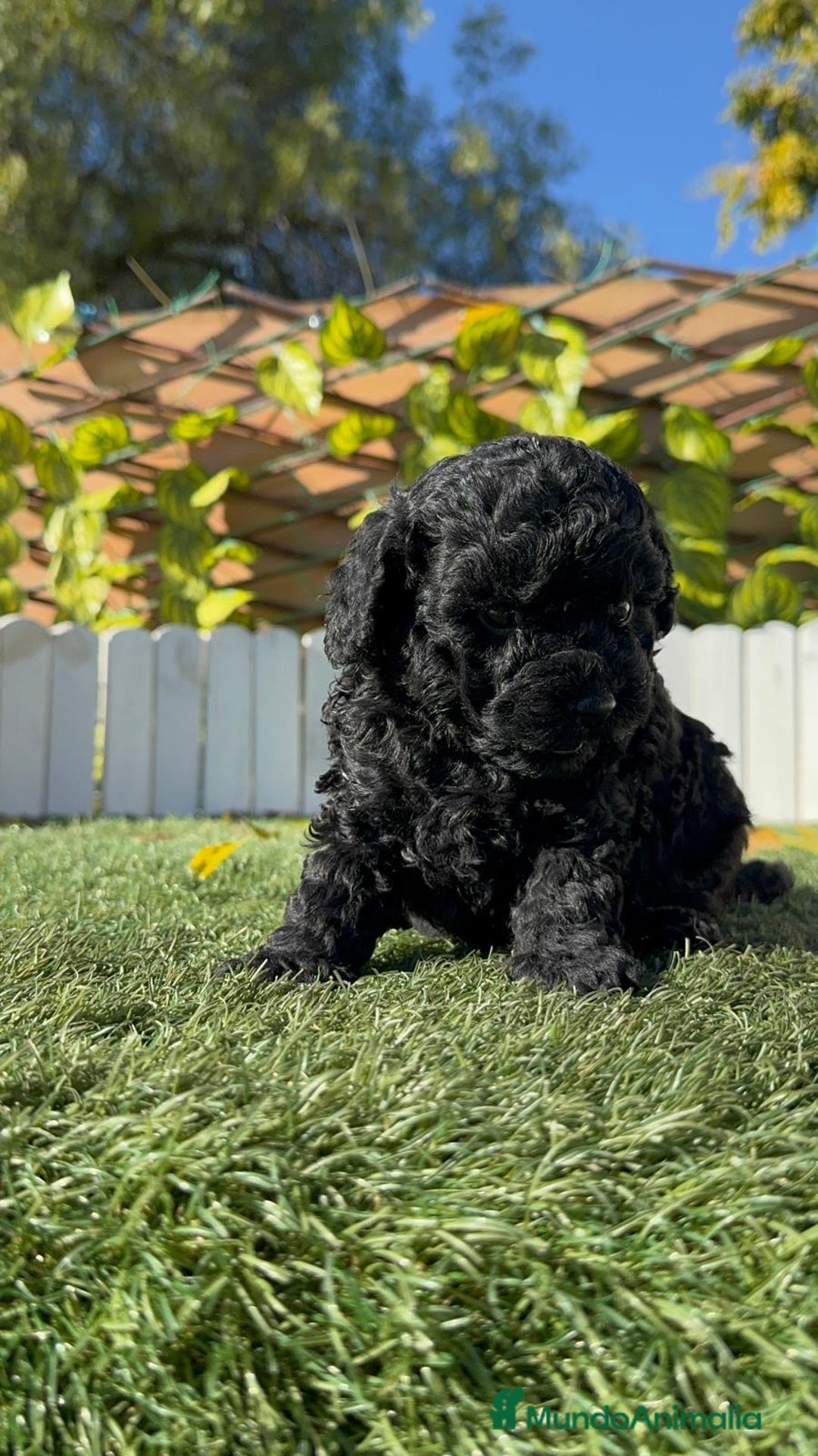 Caniche Toy perros en venta: CANICHE TOY  - Anuncio 18