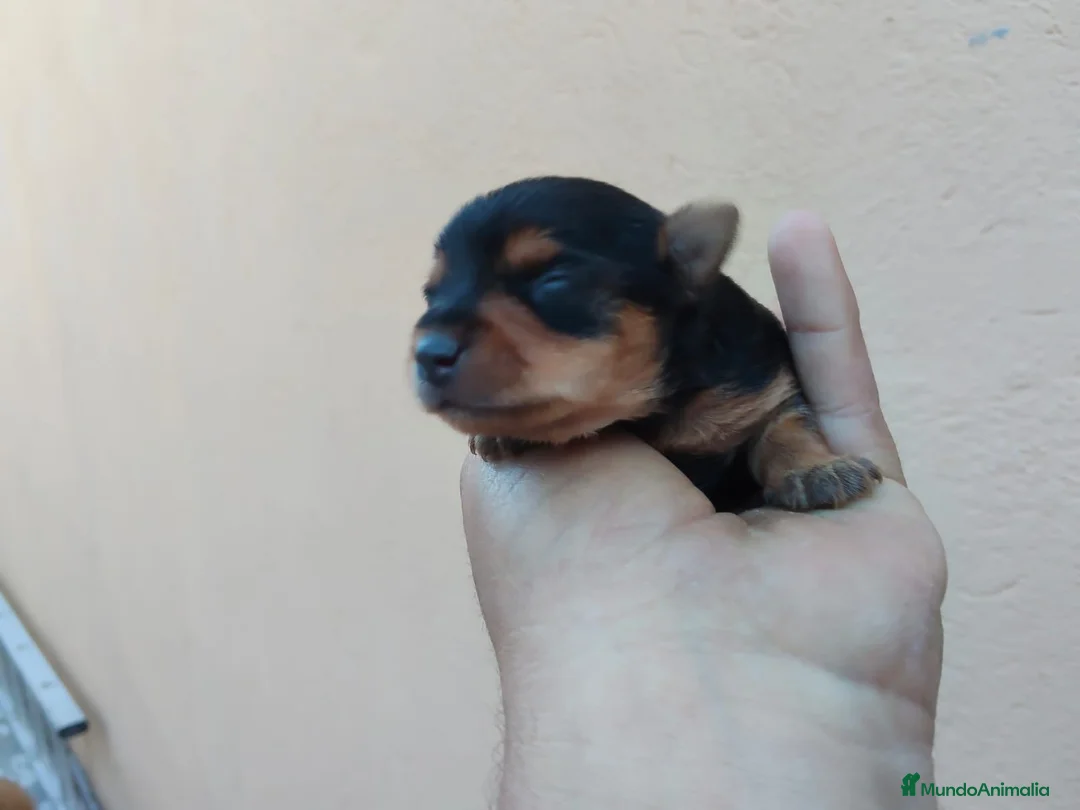 Raza Mixta perros en venta: Oportunidad Chorkie hembrita en Valladolid - Anuncio 2