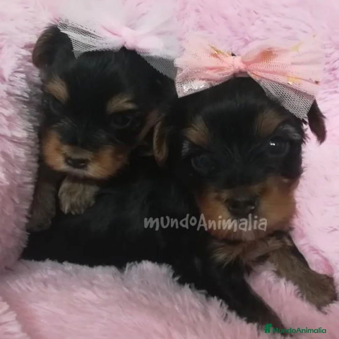 Imagen de galería {{count}}