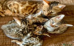 Bengalí gatos en venta: Hembritas de Gato Bengalí - Imagen 2