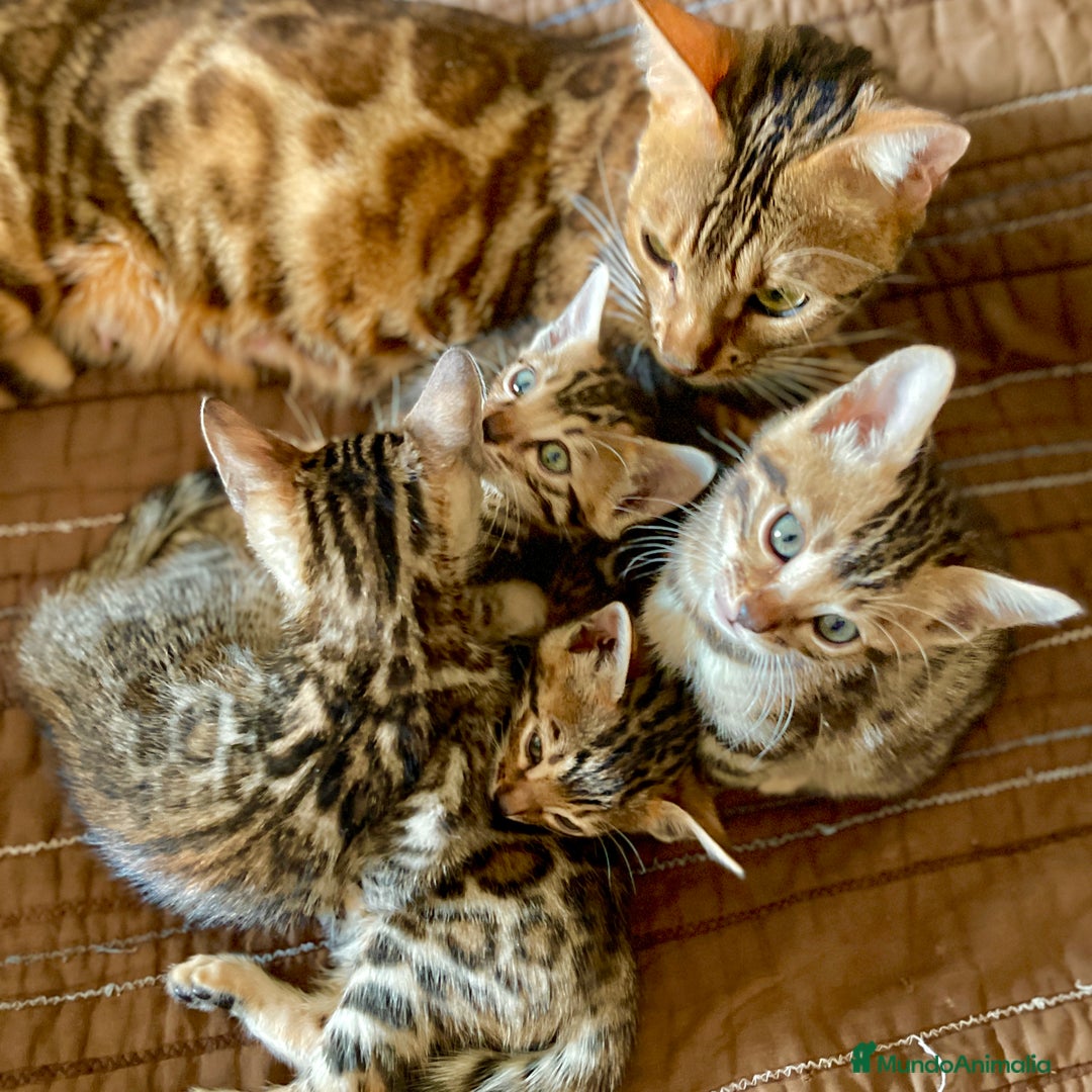 Bengalí gatos en venta: Hembritas de Gato Bengalí - Imagen 2