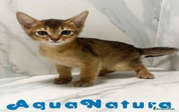 Abisinio gatos en venta:  Abisinio Macho de Mia 7909 AQUANATURA - Imagen 1