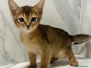 Abisinio gatos Abisinio Macho de Mia 7909 AQUANATURA - Anuncio 20