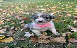 Border Collie perros en venta: Borde collie  - Imagen 7