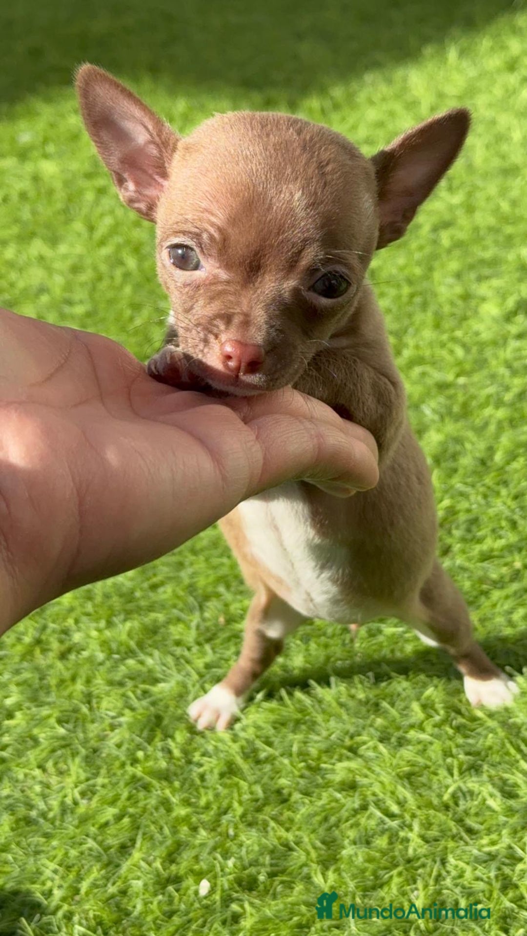 Chihuahua perros en venta: CHIHUAHUA HEMBRA - Anuncio 13