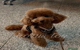 Caniche Toy perros en venta: Caniche rojo toy 🩷 - Imagen 3